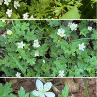 ニリンソウ,サンリンソウ,山野草,尾瀬の画像