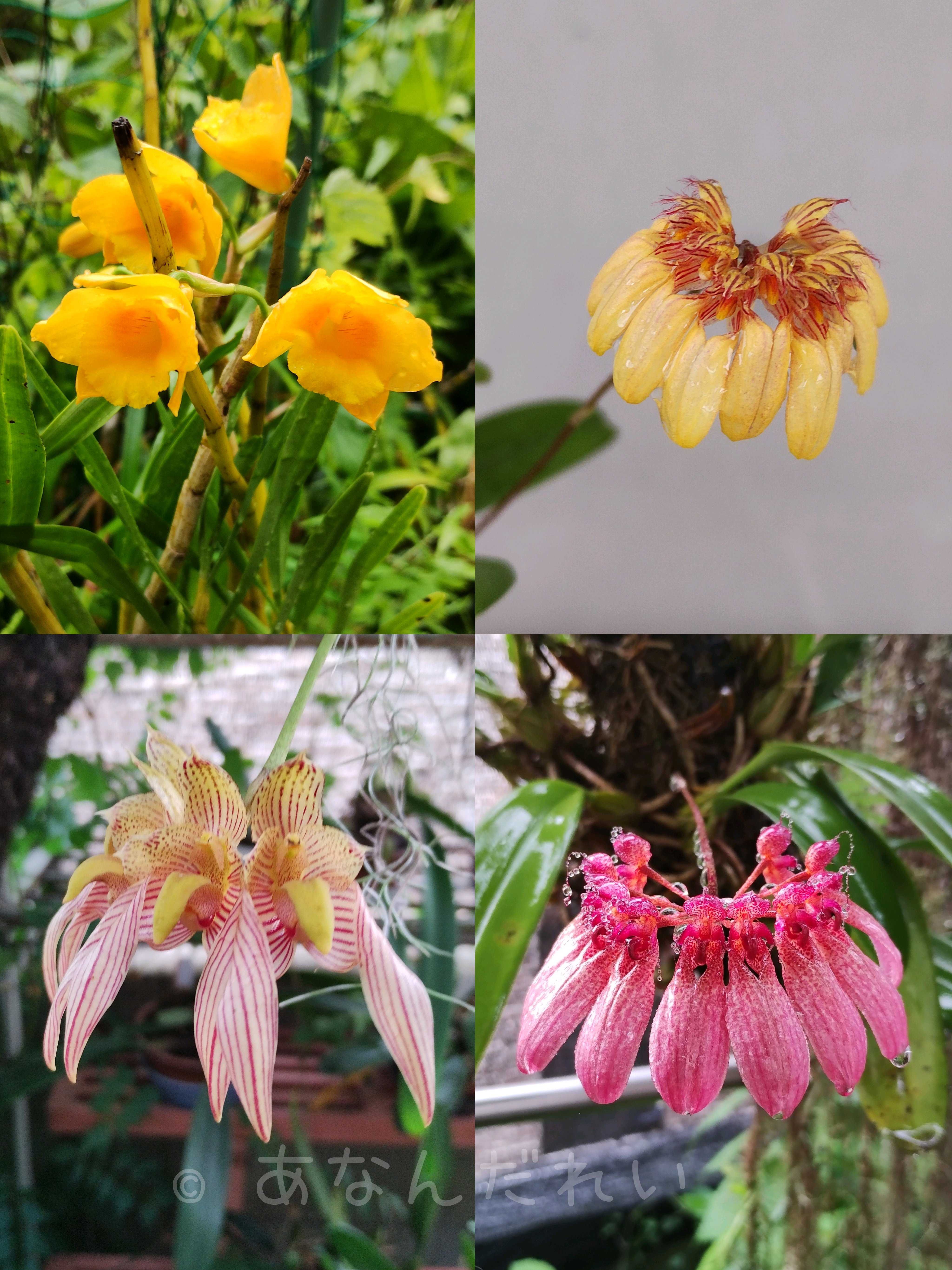 台湾セッコクの一覧｜🍀GreenSnap（グリーンスナップ）