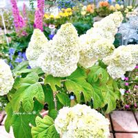 カシワバアジサイ,セアノサス,ルピナス,薔薇,バラ、薔薇、ばらの画像