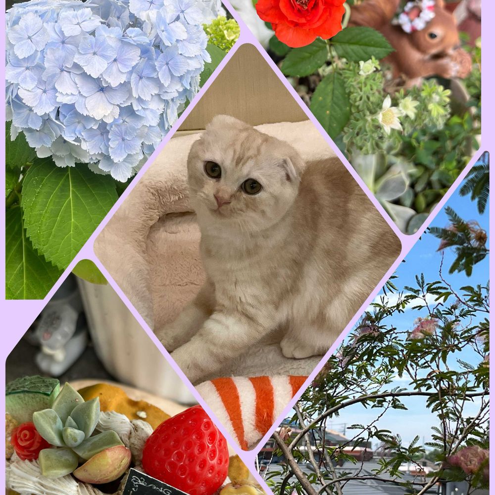 クミピさんの山手イタリア山庭園への投稿