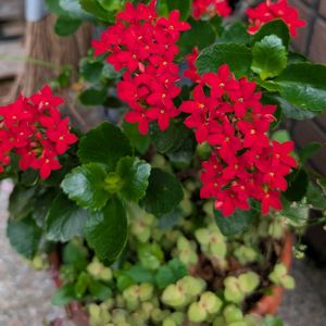 カランコエ,カリシア ロザート,花のある暮らし,真っ赤な火曜日,多様性を愛する会の画像