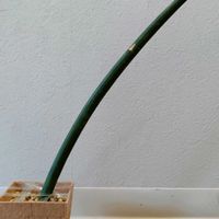 サンスベリア,サンスベリア キリンドリカ,サンセベリア スタッキー,観葉植物,葉挿しの画像