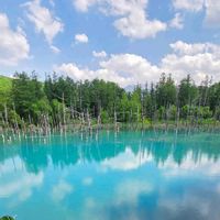 ヤマブキショウマ,ヒレハリソウ,山野草,青い池,札幌時計台の画像