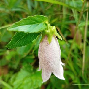 ホタルブクロ,ヤマホタルブクロ,ヤマホタルブクロ, 山野草,お出掛け先の画像