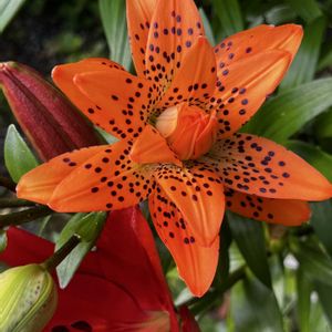 大きな花,美しい花,私のお気に入り,元気な花,可愛い花の画像