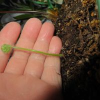タカワラビ,キンモウコウ,観葉植物,癒し,インテリアグリーンの画像