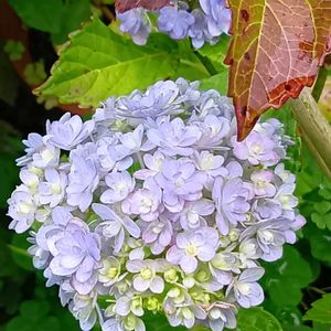 鉢植え,半日陰,玄関の画像