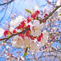 アンズ,接写,華やか,綺麗,スマホ撮影の画像