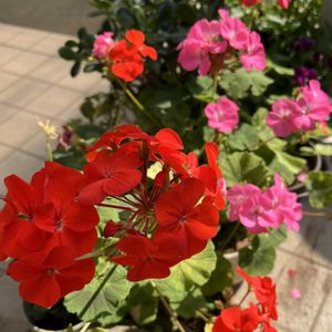 玄関前,真っ赤な火曜日,燃えるような赤花,家庭菜園,庭の画像