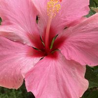 ハイビスカス,マンゴー,冬越ししたハイビスカス,今朝の花,ピンクワールドへ ようこその画像