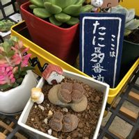ベゴニア,リトープス,恋心,オレガノケントビューティー,数珠珊瑚(ジュズサンゴ)の画像