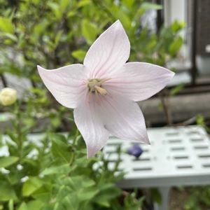 キキョウ,白い花,平和を願う☆,いつまでも友達でいよう♡,玄関アプローチの画像