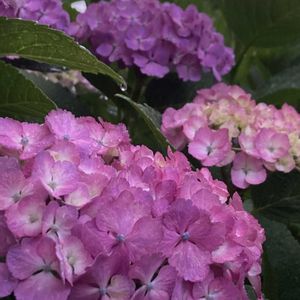 花のある暮らし,みどりのある暮らし,会津若松,GREEN UP!,玄関アプローチの画像
