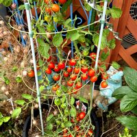 ピーマン,シュガープラム,シュガープラム,キュウリ 夏すずみ,鷹の爪の画像