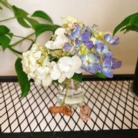 ベゴニア,ペペロミア,紫陽花,リプサリス,斑入りモンステラの画像