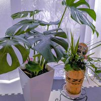 シンゴニウム,ドラセナ,モンステラ,観葉植物寄せ植え,ガーデニングの画像