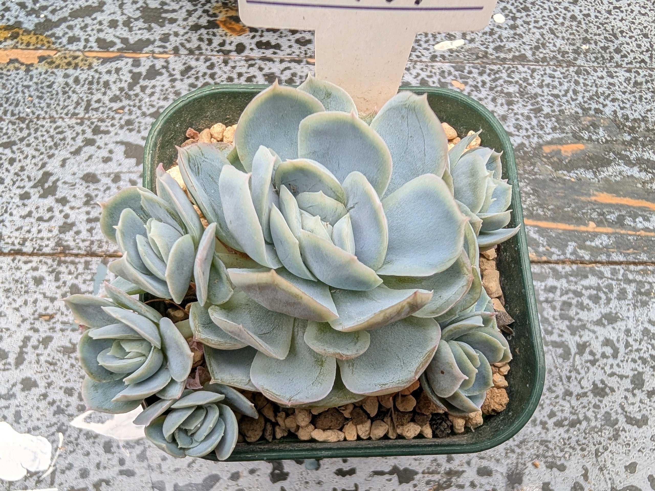 ハルビンゲリの一覧｜🍀GreenSnap（グリーンスナップ）