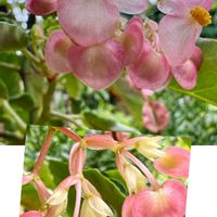 ベゴニア,鉢植え,ピンク色の花,シュウカイドウ科,花咲く乙女たち♡の画像