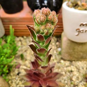 センペルビウム,センペルビウム,多肉植物,多肉大好き,多肉花壇の画像