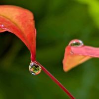 オタフクナンテン,オタフクナンテン,花のある暮らし,植物好き,自然の不思議の画像