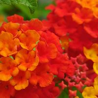 アジサイ,ランタナ,赤い花,いつもありがとう,秘密の場所の画像