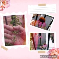 イタリアンパセリ,イタリアンパセリの蕾,ハーブ,ハーブのある暮らし,癒される❣️の画像