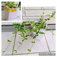 ツルニチニチソウ,植物のある暮らしの画像