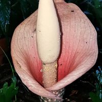 コンニャク,かわいい,球根,球根植物,山野草の画像