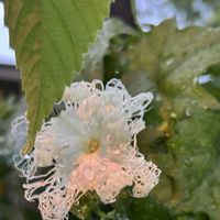 カラスウリ,カラスウリ,ザクロ,白花,ウリ科の画像