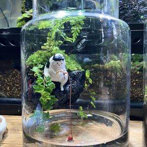 テラリウム,シダ植物,苔テラリウム,山苔
Leucobryum bowringii Mitt.
粗葉白髪苔（あらはしらがごけ）
山苔（やまごけ）
マンジュウゴケ（饅頭苔）
シラガゴケ（白髪苔）
アラハオキナゴケ（粗葉翁苔）,溶岩石の画像