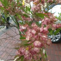 ドドナエア,ハウチワノキ,通勤途中の画像