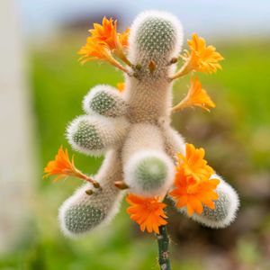 サボテン,ムスクラ,サボテンの花,レブチア属,多肉・サボテンの画像