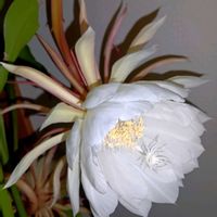 サボテン,月下美人,仙人掌,多肉植物,白い花の画像