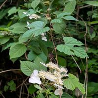 クマシデ,ツルアジサイ,碓氷第三橋梁,めがね橋,旧碓氷峠の画像