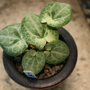 カンアオイ,寒葵,和風,観葉植物,鉢植えの画像