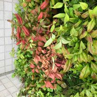 オタフクナンテンの画像