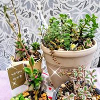 桜吹雪,桜吹雪,雅楽の舞,トリカラー,覆輪丸葉万年草の画像