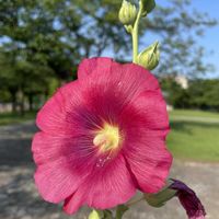 アンズ,タチアオイ,タチアオイ(立葵),杏(あんず),近所の公園の画像