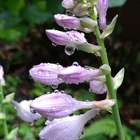 イカリソウ,イカリソウ,オダマキ,オダマキ,ギボウシの画像