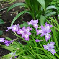 イカリソウ,ゲラニウム,ツキミソウ,山野草,パープルの画像