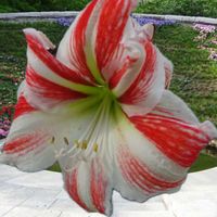 アマリリス,アマリリス(^^),ターちゃんの今日のお花,墨田区散策(^^),お出かけ先の画像