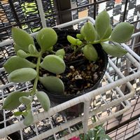 ペンデンス,ペンデンス,多肉植物,コチレドン の画像