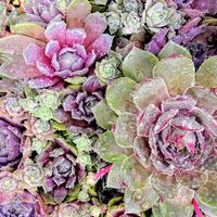 センペルビブム属,センペルビウム,センペルビヴム,観葉植物,紅葉する多肉の画像