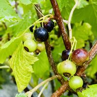 カシス,庭の画像