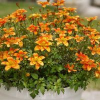 ビーダンス イエロー,ホソバハルシャギク,ビーダンス オレンジ,鉢植え,大好きの画像