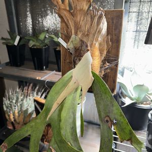 ビカクシダ リドレイ,ビカクシダ ウィリンキー,ジャンク,ジャンクガーデン,シャビーの画像