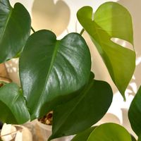 モンステラ,観葉植物,初心者,ダイソー産の画像