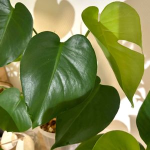 モンステラ,観葉植物,初心者,ダイソー産の画像