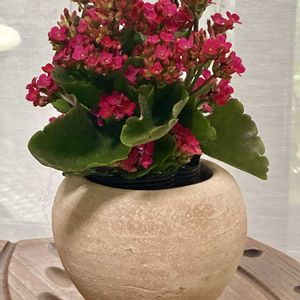 カランコエ,多肉植物,鉢カバーの画像