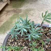 テトラゴナの画像